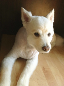 roofer-dog